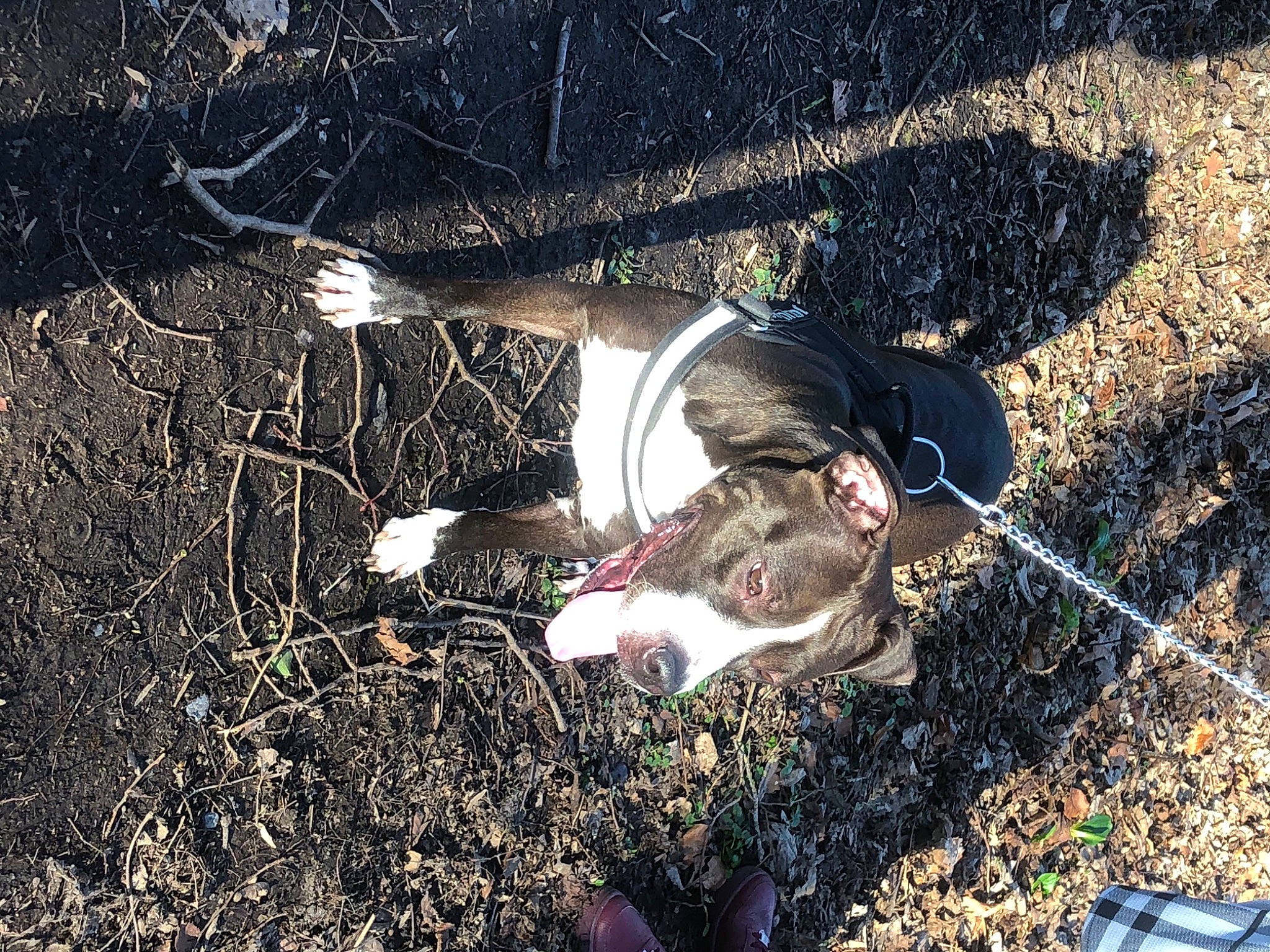 Beau a rejoint le concours — aidez-le/la à gagner de superbes lots ! adventure, boot, foot, grass, human_leg, landscape, people_in_nature, plant, recreation, shadow, soil, sporting_group, sunglasses, tail, thigh, tree, trunk, twig, wildlife, wood