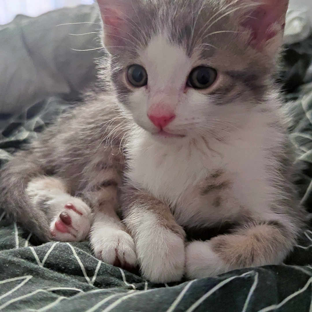 Malo a rejoint le concours — aidez-le/la à gagner de superbes lots ! abyssinian, angora, animal, blanket, cat, kitten, manx, pet, siamese