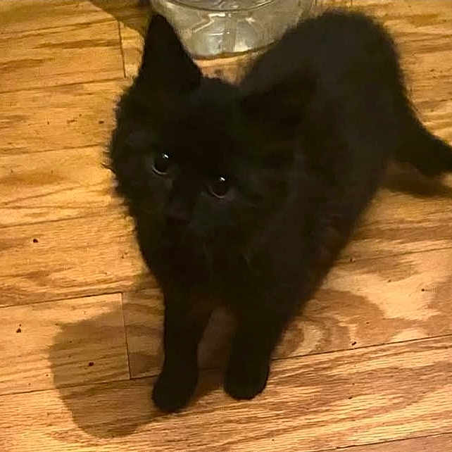 Adeline joined the competition — help win amazing prizes! animal, black_cat, curious, cute, domestic_animal, flooring, four_legs, fur, household, indoor, kitten, looking_up, mammal, pet, shadow, small, tail, whiskers, wooden_floor, young_cat