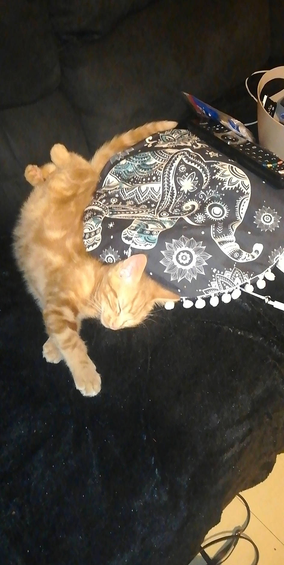 Hypnos participe au concours pour gagner de l'argent avec cette photo : cat, fawn, felidae, small_to_medium_sized_cats, tail, whiskers