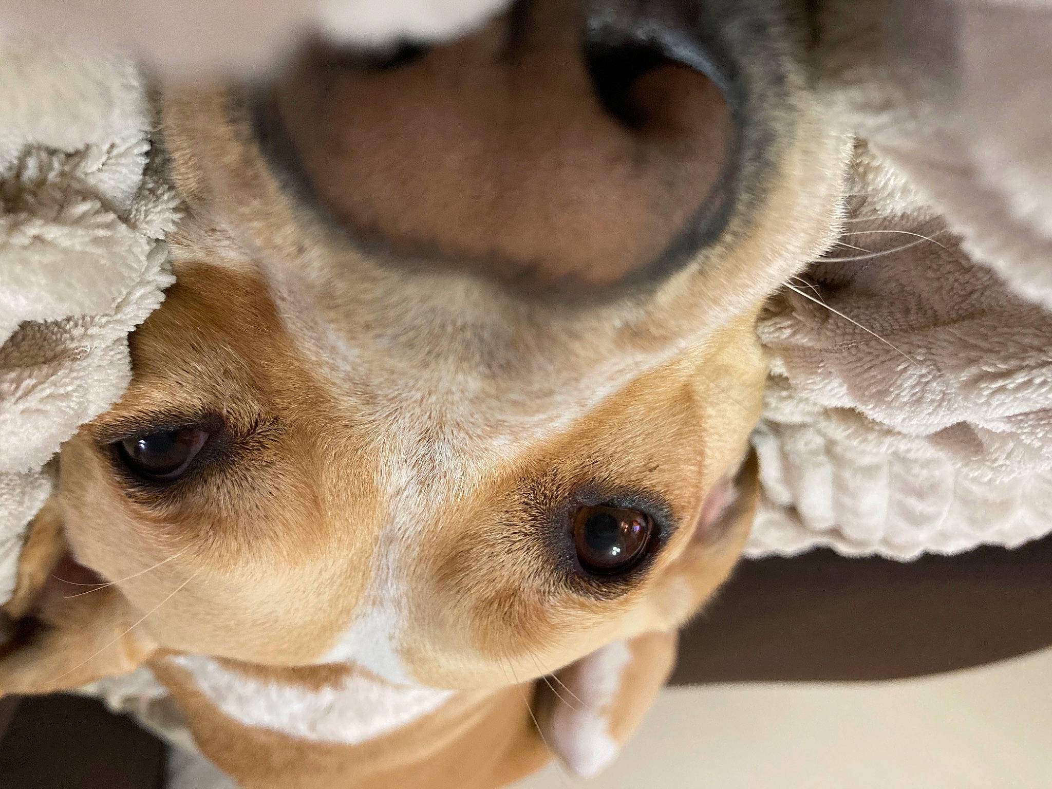 Gold a rejoint le concours — aidez-le/la à gagner de superbes lots ! canidae, carnivore, close_up, companion_dog, dog, dog_breed, ear, eye, eyelash, fawn, fur, head, human_body, jaw, nose, snout, sporting_group, terrestrial_animal, whiskers, working_animal