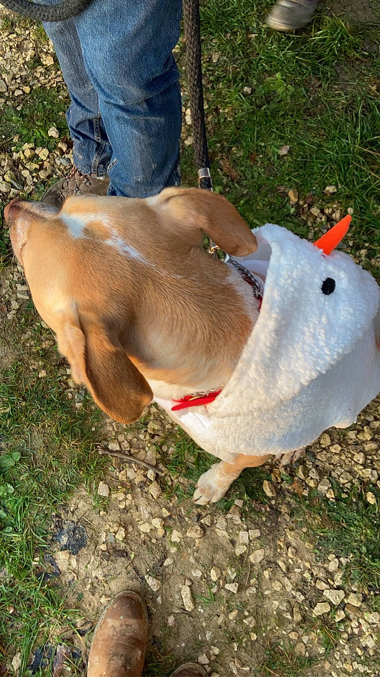 Gold participe au concours pour gagner de l'argent avec cette photo : collar, companion_dog, denim, dog, dog_breed, dog_collar, electric_blue, fawn, grass, human_leg, leash, liver, livestock, pet_supply, snout, sporting_group, tail, terrestrial_animal, whiskers, working_animal