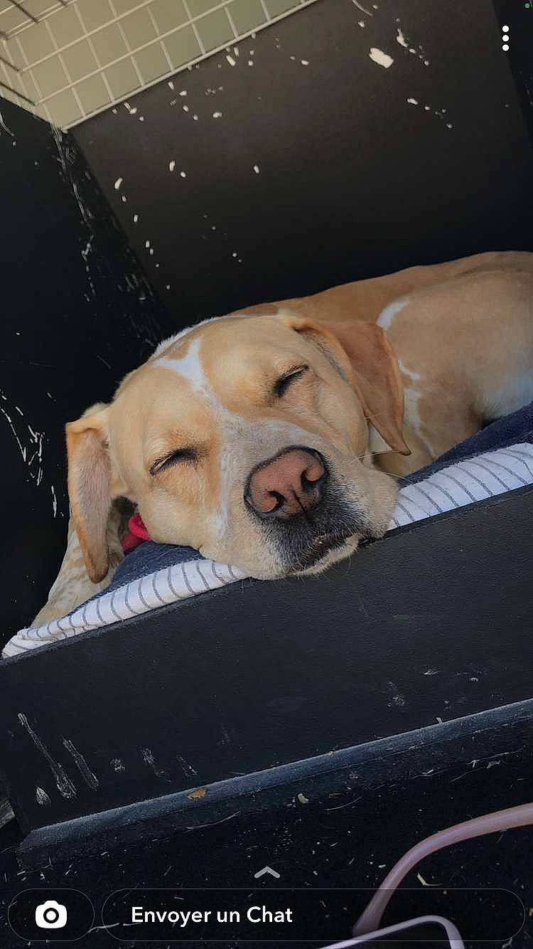 Gold a rejoint le concours — aidez-le/la à gagner de superbes lots ! animal_shelter, canidae, carnivore, comfort, companion_dog, dog, dog_breed, dog_supply, fawn, fur, guard_dog, mammal, paw, retriever, snout, sporting_group, street_dog, stuffed_toy, whiskers, working_animal