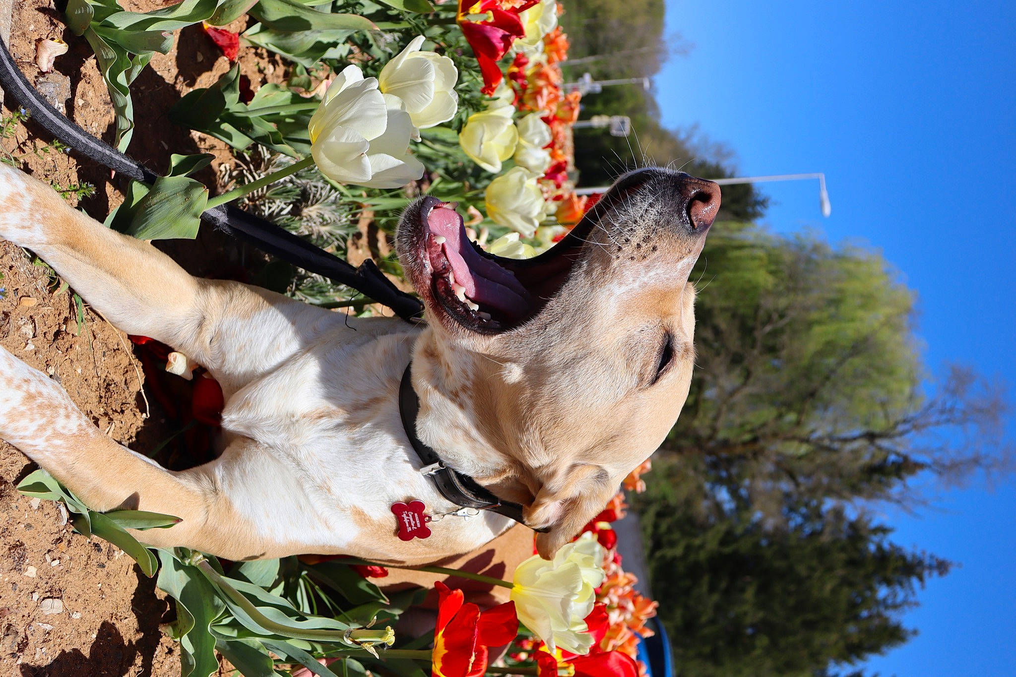 Gold participe au concours pour gagner de l'argent avec cette photo : bouquet, cut_flowers, dress, event, floral_design, flower, flower_arranging, flowering_plant, grass, happy, light, petal, plant, sculpture, sky, spring, tree, trunk, wing, woody_plant
