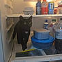 animal, black_cat, bottles, cans, cat, containers, curious, drinks, egg_carton, food, fridge, green_eyes, indoor, kitchen, pet, plastic_container, refrigerator, shelf, snack, whiskers