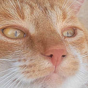 Tiger joined the competition — help win amazing prizes! animal, cat, close_up, cute, domestic_cat, face, feline, fur, ginger_cat, indoor, looking, mammal, pet, pink_nose, portrait, relaxed, soft_focus, whiskers, white_fur, yellow_eyes