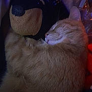 Elijah joined the competition — help win amazing prizes! cat, orange_tabby, sleeping, plush_toy, teddy_bear, fur, indoor, cozy, resting, pet, soft, cute, animal, close_up, relaxation, companion, snuggle, warm_lighting, comfort, quiet