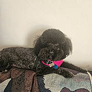 Wednesday is registered to the contest to win money with this photo: dog, black_dog, pet, couch, furniture, indoor, patterned_fabric, pink_harness, relaxed, animal, canine, fur, collar, tag, resting, domestic_animal, companionship, comfort, home, portrait