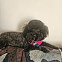 dog, black_dog, pet, couch, furniture, indoor, patterned_fabric, pink_harness, relaxed, animal, canine, fur, collar, tag, resting, domestic_animal, companionship, comfort, home, portrait