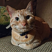 Garfield joined the competition — help win amazing prizes! cat, ginger_cat, pet, indoor, collar, bell, feline, animal, closeup, resting, couch, fur, whiskers, ears, green_eyes, domestic_cat, cute, portrait, relaxed, home