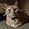cat, ginger_cat, pet, indoor, collar, bell, feline, animal, closeup, resting, couch, fur, whiskers, ears, green_eyes, domestic_cat, cute, portrait, relaxed, home