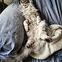 animal, blanket, cat, comfortable, couch, ears, feline, fluffy, fur, gray, home, indoor, lounging, pet, portrait, relaxed, resting, tail, whiskers, white