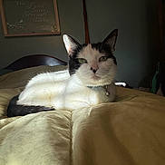 Cow joined the competition — help win amazing prizes! animal, bedroom, bell, black_and_white, cat, collar, comforter, cozy, domestic, feline, fur, home, indoor, pet, portrait, quiet, relaxing, resting, sleepy, soft_light