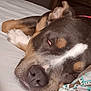 Roxy is registered to the contest to win money with this photo: animal, bed, black, brown, canine, close_up, cozy, dog, ears, fur, indoor, nose, patterned_blanket, paw, relaxed, resting, sleeping, tan, tongue_visible, white