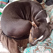 Roxy is registered to the contest to win money with this photo: animal, bed, blanket, brown, comfort, cozy, cute, dog, fabric, fur, indoors, laying, nap, pattern, pet, relaxing, rest, sleeping, soft, white