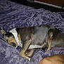Roxy is registered to the contest to win money with this photo: bed, blanket, canine, closeup, comfort, cozy, dog, domestic_animal, fur, human_arm, indoor, mammal, peaceful, pet, purple, quiet, relaxed, resting, side_view, sleeping