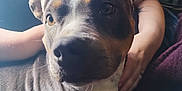 Roxy joined the competition — help win amazing prizes! animal, closeup, comfort, cozy, crown, cute, dog, domestic, ears, expression, face, fur, hand, indoor, lap, light, person, pet, portrait, seated