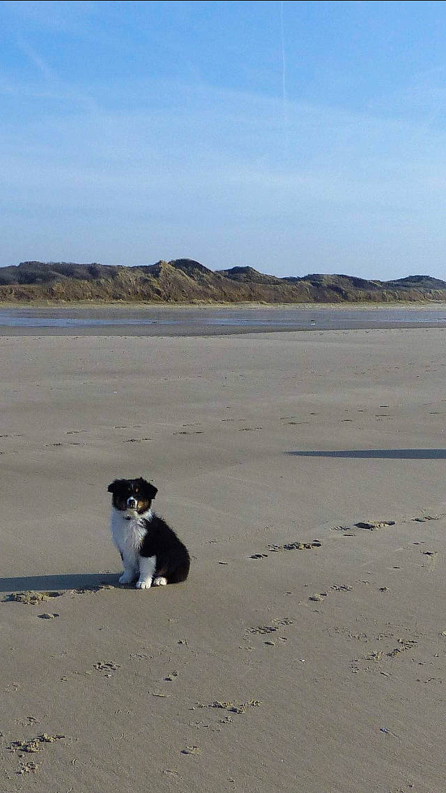 Odéon a rejoint le concours — aidez-le/la à gagner de superbes lots ! australian_shepherd, bay, beach, border_collie, canidae, carnivore, coast, coastal_and_oceanic_landforms, dog, dog_breed, herding_dog, ocean, sand, sea, shore, sporting_group, stabyhoun, vacation