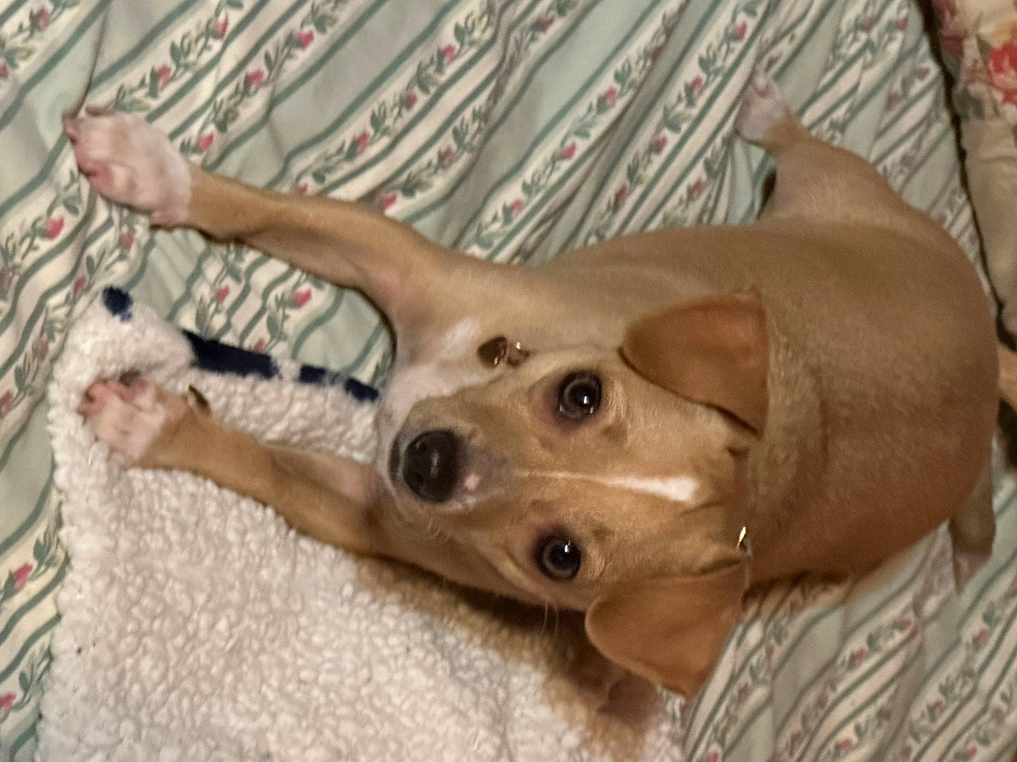 Baby is registered to the contest to win money with this photo: canidae, carnivore, collar, companion_dog, dog, dog_breed, ear, fawn, fur, gesture, jaw, liver, non_sporting_group, snout, sporting_group, toy_dog, whiskers, working_animal