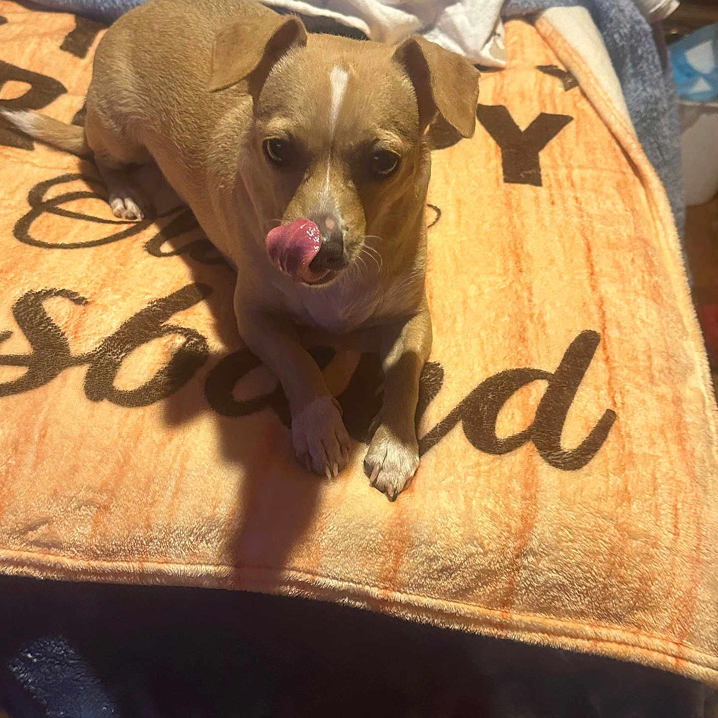 Baby joined the competition — help win amazing prizes! animal, ball, blanket, bulldog, canine, dog, face, head, hound, person, pet, photography, portrait, puppy, quilt, sport, tennis, tennisball, text, towel