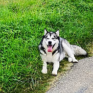 Patapouffe a rejoint le concours — aidez-le/la à gagner de superbes lots ! dog, alaskan_malamute, tongue_out, grass, outdoor, path, nature, canine, pet, happy, fluffy, animal, mammal, walking_path, greenery, daylight, resting, fur, friendly, companion