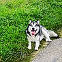 dog, alaskan_malamute, tongue_out, grass, outdoor, path, nature, canine, pet, happy, fluffy, animal, mammal, walking_path, greenery, daylight, resting, fur, friendly, companion