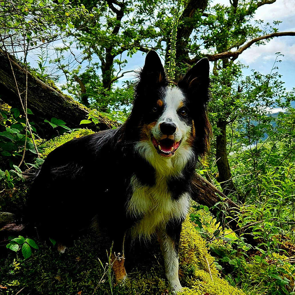Loki is registered to the contest to win money with this photo: animal, canine, collie, dog, grass, green, grove, husky, jungle, land, nature, outdoors, pet, plant, puppy, rainforest, tree, treetrunk, vegetation, woodland