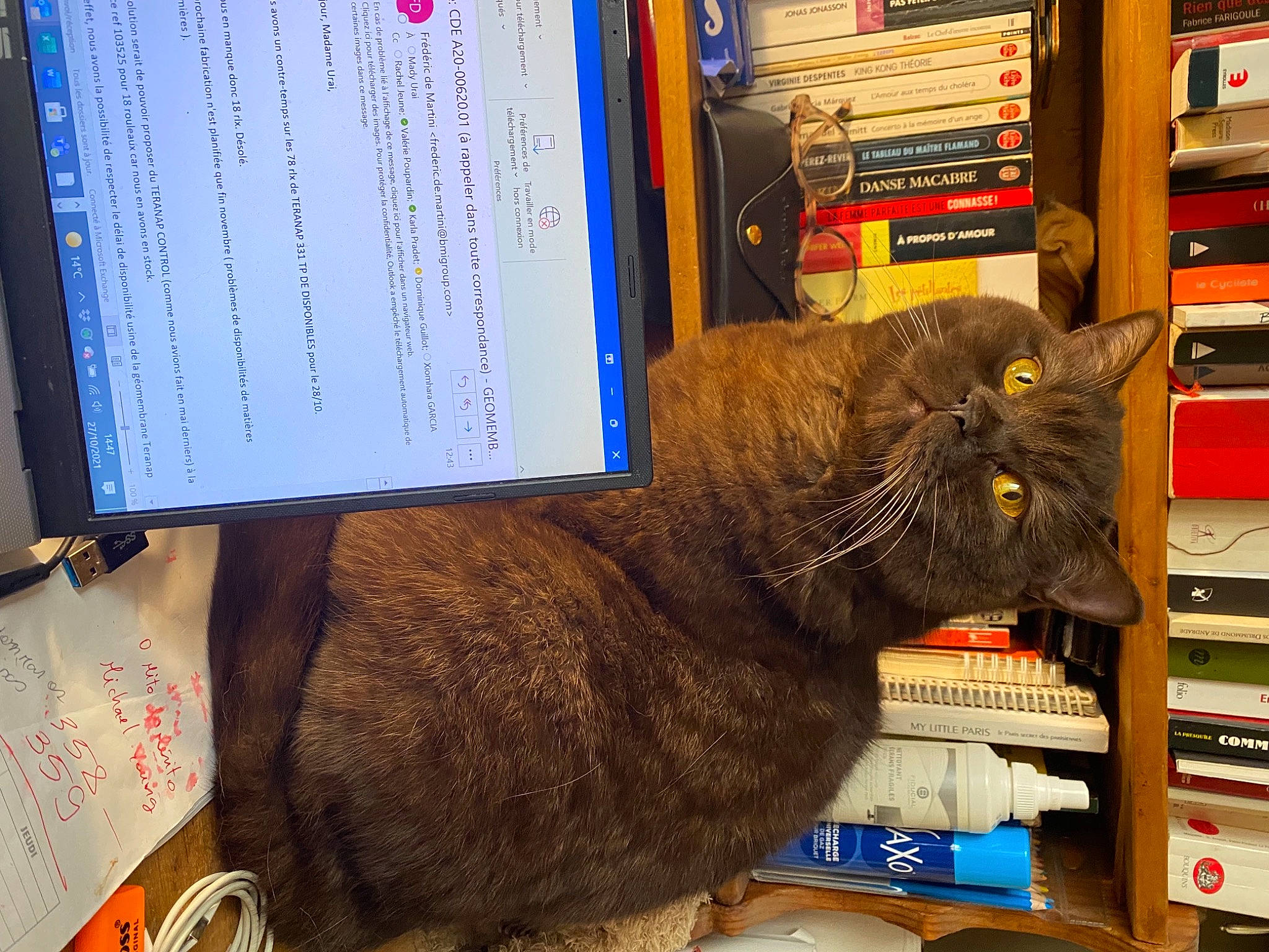 Roudoudou participe au concours pour gagner de l'argent avec cette photo : bookcase, box, carnivore, cat, comfort, computer, desktop_computer, display_device, electronic_device, felidae, fur, output_device, personal_computer, publication, shelf, shelving, small_to_medium_sized_cats, snout, tail, whiskers