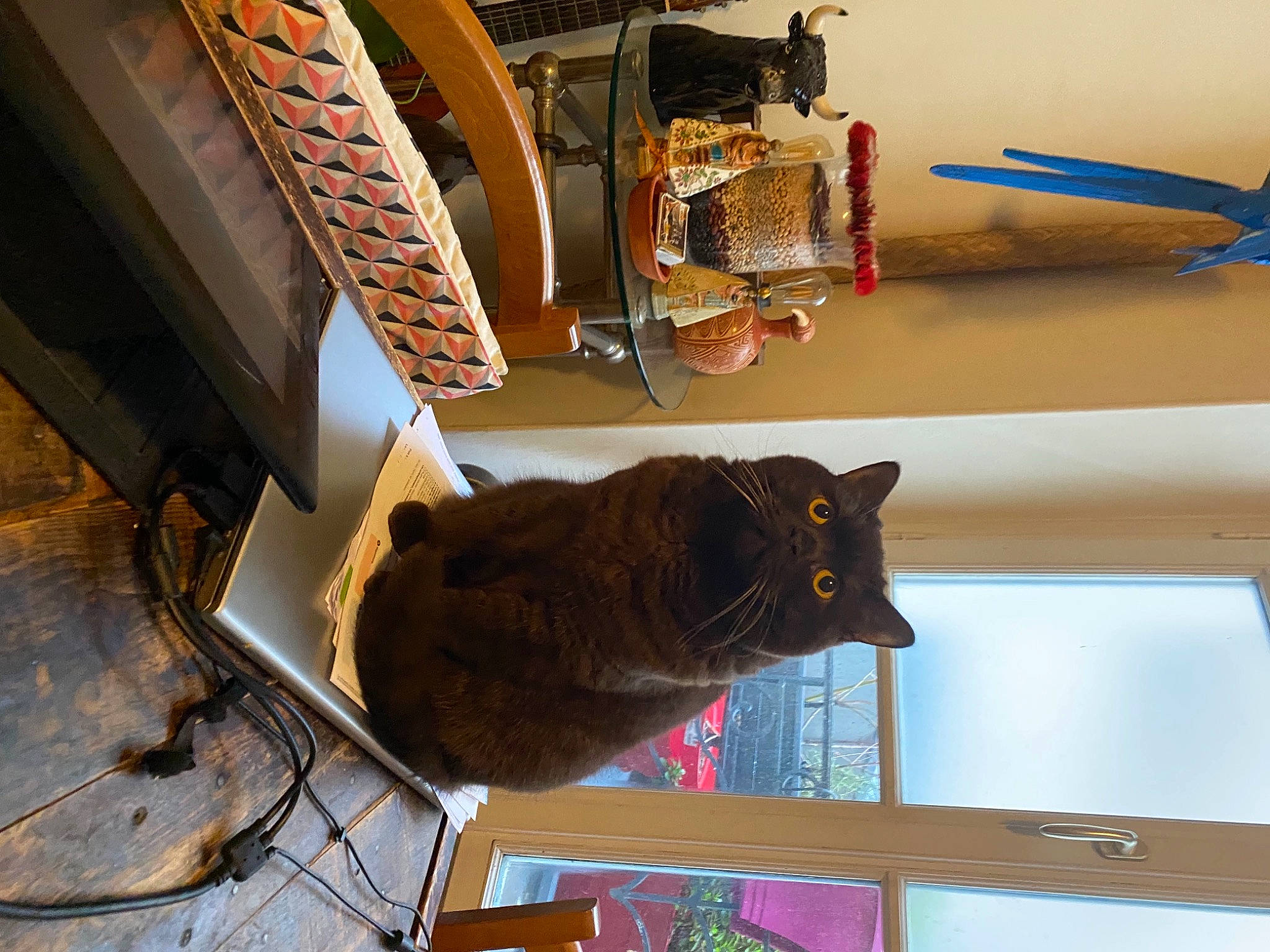 Roudoudou participe au concours pour gagner de l'argent avec cette photo : black_cat, carnivore, cat, comfort, domestic_short_haired_cat, electrical_wiring, felidae, fur, hardwood, home_appliance, machine, plant, room, shelf, shelving, small_to_medium_sized_cats, table, tail, whiskers, wood