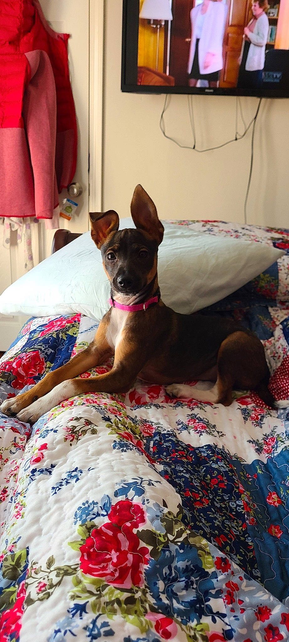 Judy is registered to the contest to win money with this photo: bed, bed_sheet, bedding, carnivore, collar, comfort, companion_dog, dog, dog_breed, dog_supply, fawn, linens, pattern, pillow, remote_control, room, snout, toy_dog, whiskers, working_animal