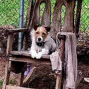 Daisy is registered to the contest to win money with this photo: animal, brown, collar, cute, dog, fence, grass, leisure, nature, outdoor, pet, relaxing, rocking_chair, rustic, small_dog, sunlight, towel, white, wooden_chair, yard