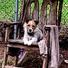 animal, brown, collar, cute, dog, fence, grass, leisure, nature, outdoor, pet, relaxing, rocking_chair, rustic, small_dog, sunlight, towel, white, wooden_chair, yard