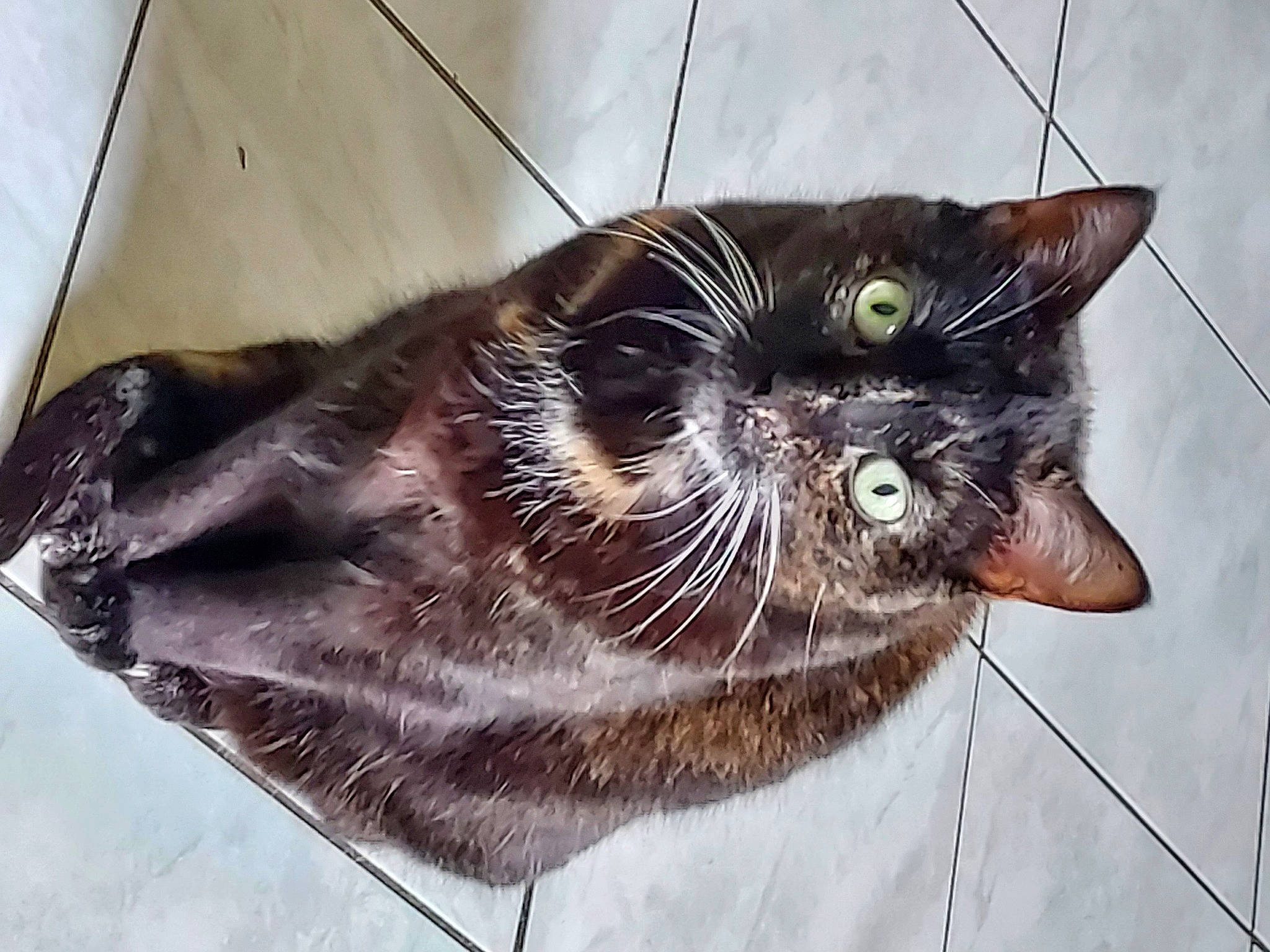 Chipie participe au concours pour gagner de l'argent avec cette photo : black_cat, carnivore, cat, claw, collar, domestic_short_haired_cat, door, felidae, fur, metal, paw, sitting, small_to_medium_sized_cats, snout, tail, terrestrial_animal, whiskers, window