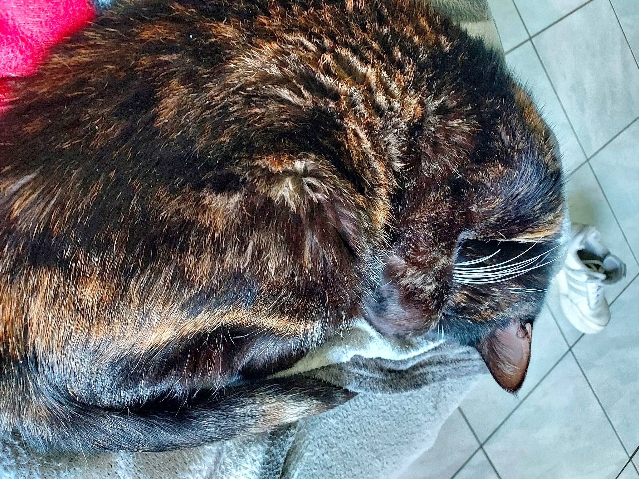 Chipie participe au concours pour gagner de l'argent avec cette photo : carnivore, cat, claw, comfort, dog_breed, domestic_short_haired_cat, ear, felidae, fur, liver, nap, sleep, small_to_medium_sized_cats, snout, sporting_group, tail, terrestrial_animal, vertebrate, whiskers