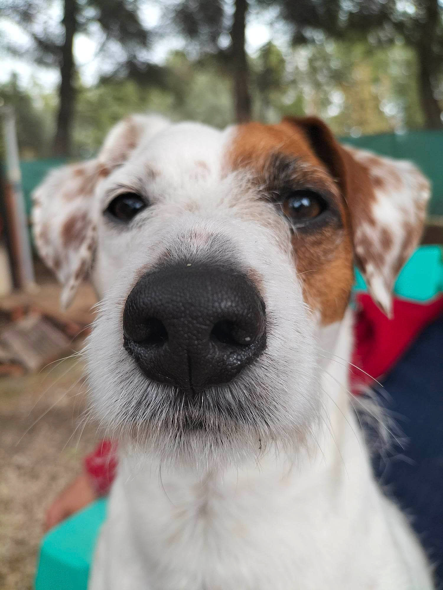 Noa a rejoint le concours — aidez-le/la à gagner de superbes lots ! canidae, carnivore, collar, companion_dog, dog, dog_breed, dog_collar, fawn, fur, irishjacks, mammal, pet_supply, puppy, sporting_group, street_dog, terrestrial_animal, terrier, tree, whiskers, working_animal