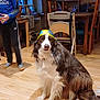 bookshelf, brown_and_white_dog, butterfly_decor, casual_clothing, cat_tree, chair, child, child_in_motion, cozy, dog, furniture, hat, home, indoor, living_room, pet, sitting, table, window, wooden_floor