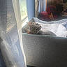 Happy is registered to the contest to win money with this photo: animal, blanket, cat, cozy, curious, curtain, feline, furniture, green_eyes, home, indoor, lamp, lying_down, pet, pet_bed, relaxed, sunlight, tabby_cat, whiskers, window