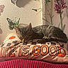 Happy joined the competition — help win amazing prizes! animal, butterfly, cat, cozy, curtain, cushion, ears, flowers, fur, home_decor, indoor, musical_theme, pet, piano, pillow, portrait, sleeping, striped_fur, tabby, whiskers