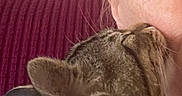 Happy joined the competition — help win amazing prizes! affection, animal, brown_fur, burgundy, canine, cheek, close_up, companion, cozy, cuddling, cushion, dog, floppy_ears, fur, home, indoor, person, pet, portrait, relaxed