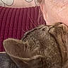 affection, animal, brown_fur, burgundy, canine, cheek, close_up, companion, cozy, cuddling, cushion, dog, floppy_ears, fur, home, indoor, person, pet, portrait, relaxed
