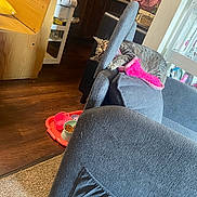 Happy joined the competition — help win amazing prizes! animal, blanket, cat, cat_food, chair, cozy, feline, food_bowl, furniture, home, indoors, kitchen, lounging, pet, pink_blanket, sitting, sunlight, tabby, window, wooden_floor