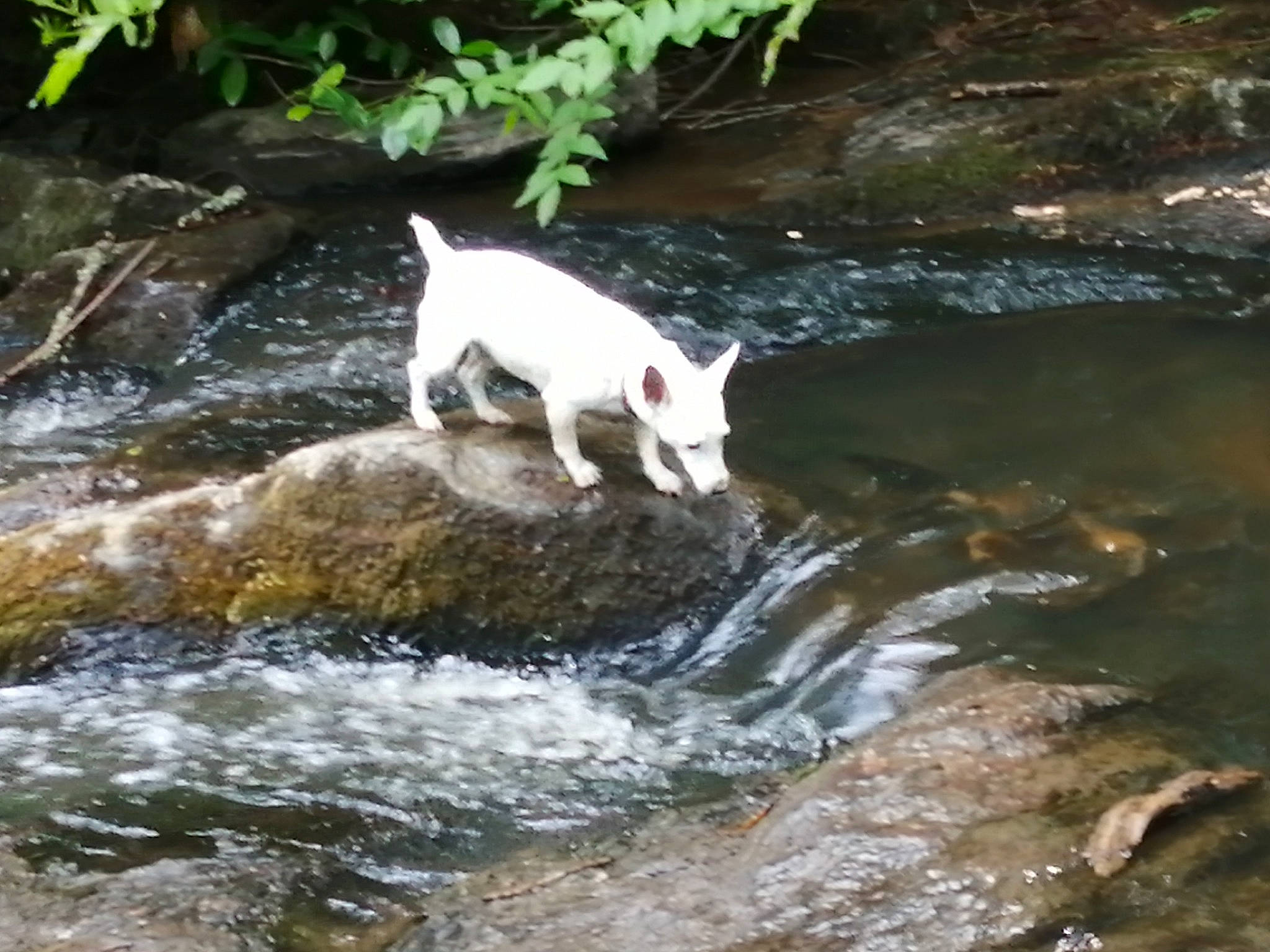 Dusty participe au concours pour gagner de l'argent avec cette photo : body_of_water, canidae, carnivore, creek, dog, dog_breed, fawn, felidae, fluvial_landforms_of_streams, grass, natural_landscape, nature_reserve, plant, sporting_group, spring, stream, tail, water, water_resources, watercourse