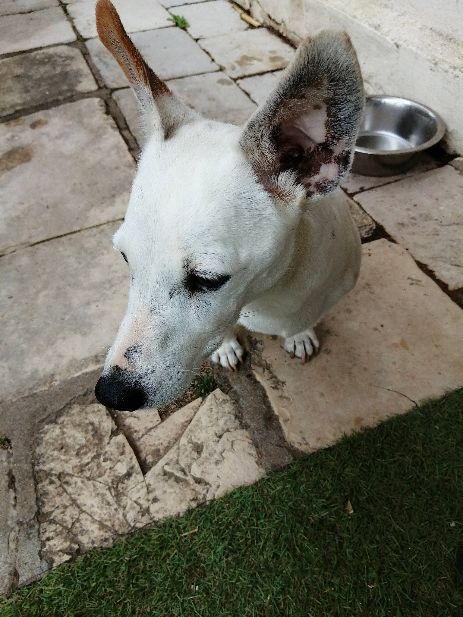 Dusty participe au concours pour gagner de l'argent avec cette photo : aspin, canidae, carnivore, companion_dog, dog, dog_breed, fawn, gull_terr, mammal, non_sporting_group, rare_breed_dog, snout, street_dog, vertebrate