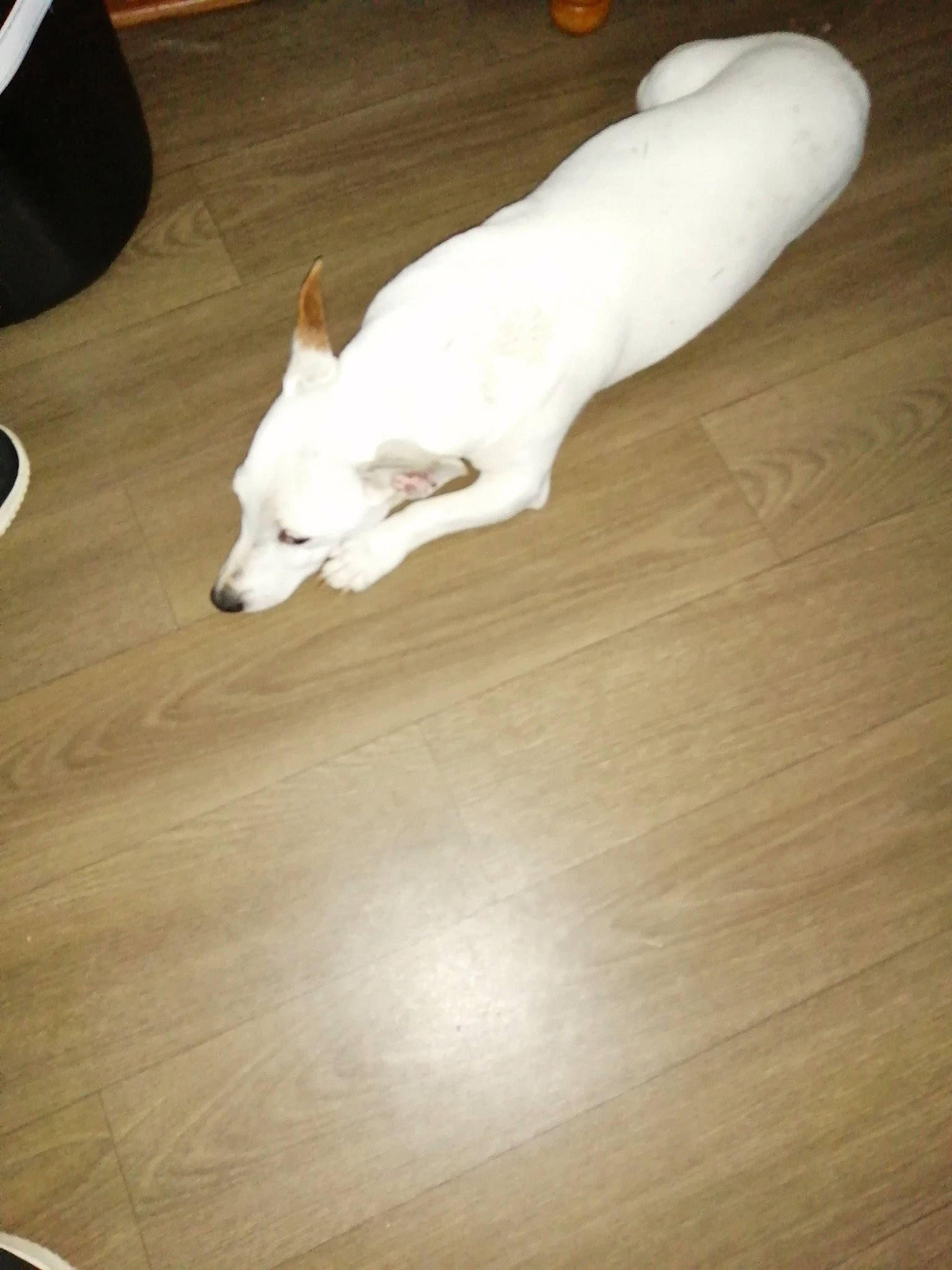 Dusty a rejoint le concours — aidez-le/la à gagner de superbes lots ! berger_blanc_suisse, canidae, carnivore, companion_dog, dog, dog_breed, floor, flooring, hardwood, non_sporting_group, tail, white, white_shepherd, wood, wood_flooring