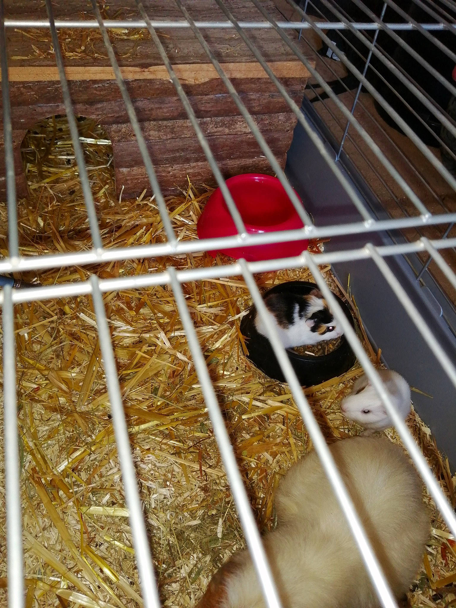 Fernande participe au concours pour gagner de l'argent avec cette photo : animal_shelter, cage, degu, gerbil, hamster, poultry, rodent