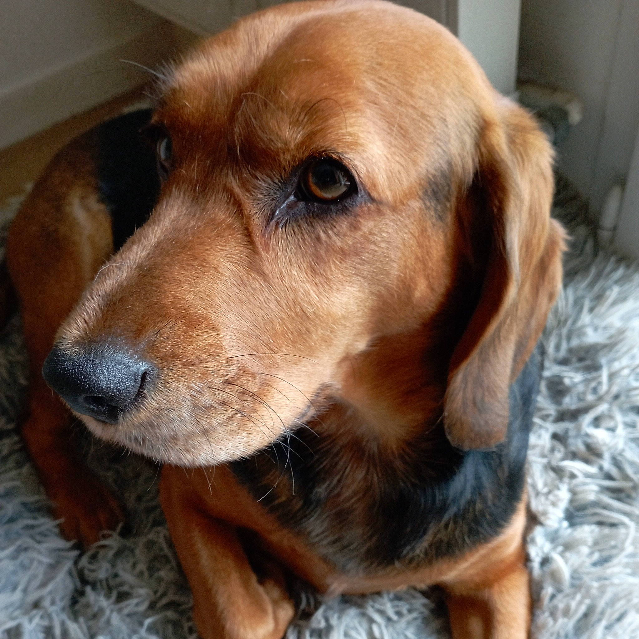 Sboubi participe au concours pour gagner de l'argent avec cette photo : canidae, carnivore, companion_dog, dog, dog_breed, dog_supply, ear, fawn, fur, hound, hunting_dog, liver, plant, snout, sporting_group, whiskers, wood, working_animal