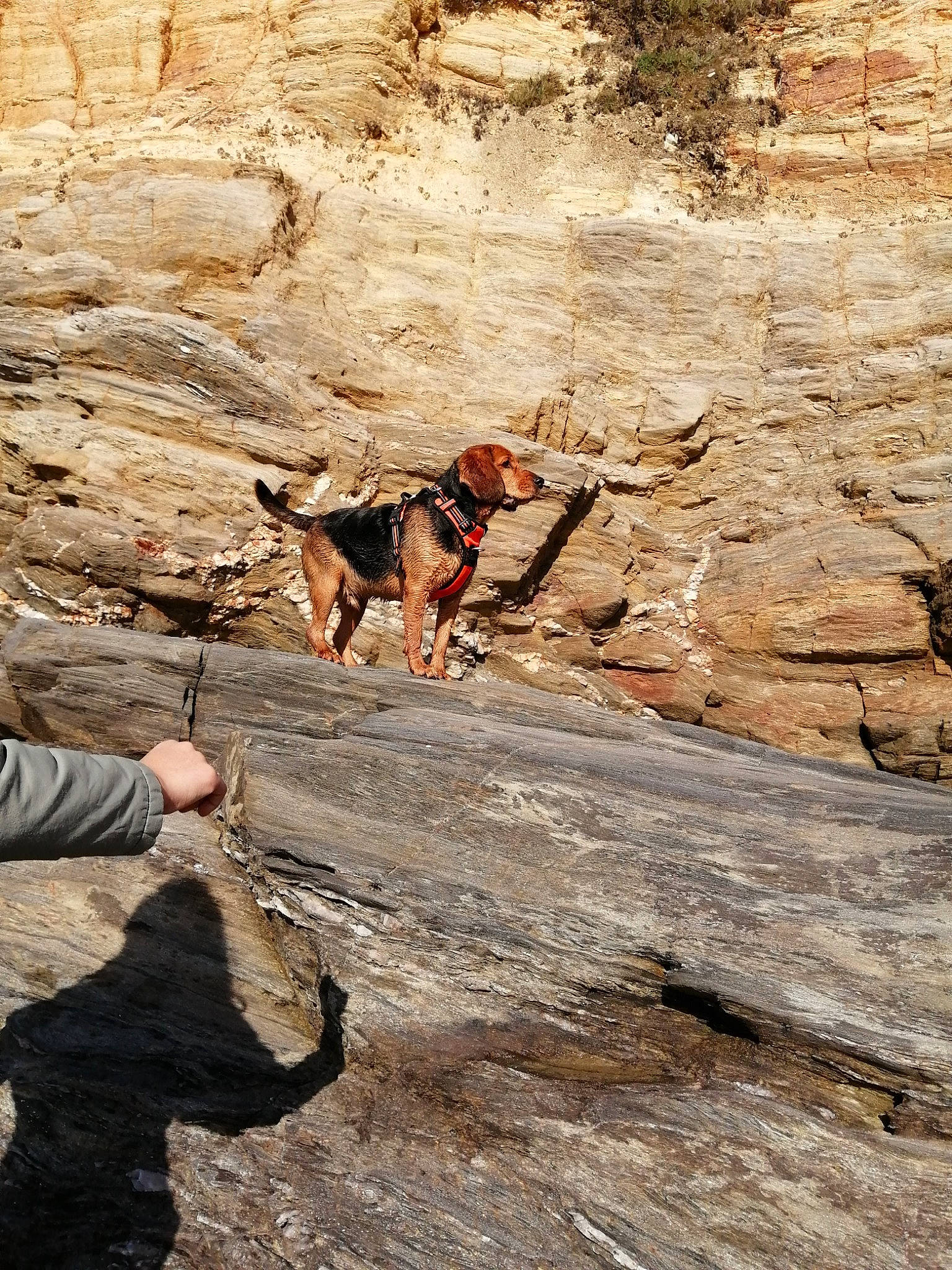 Sboubi participe au concours pour gagner de l'argent avec cette photo : bedrock, carnivore, climbing, climbing_harness, climbing_shoe, dog, fault, fawn, formation, landscape, mountain, mountaineer, outcrop, recreation, rock_climbing, rock_climbing_equipment, rope, slope, sport_climbing, wood