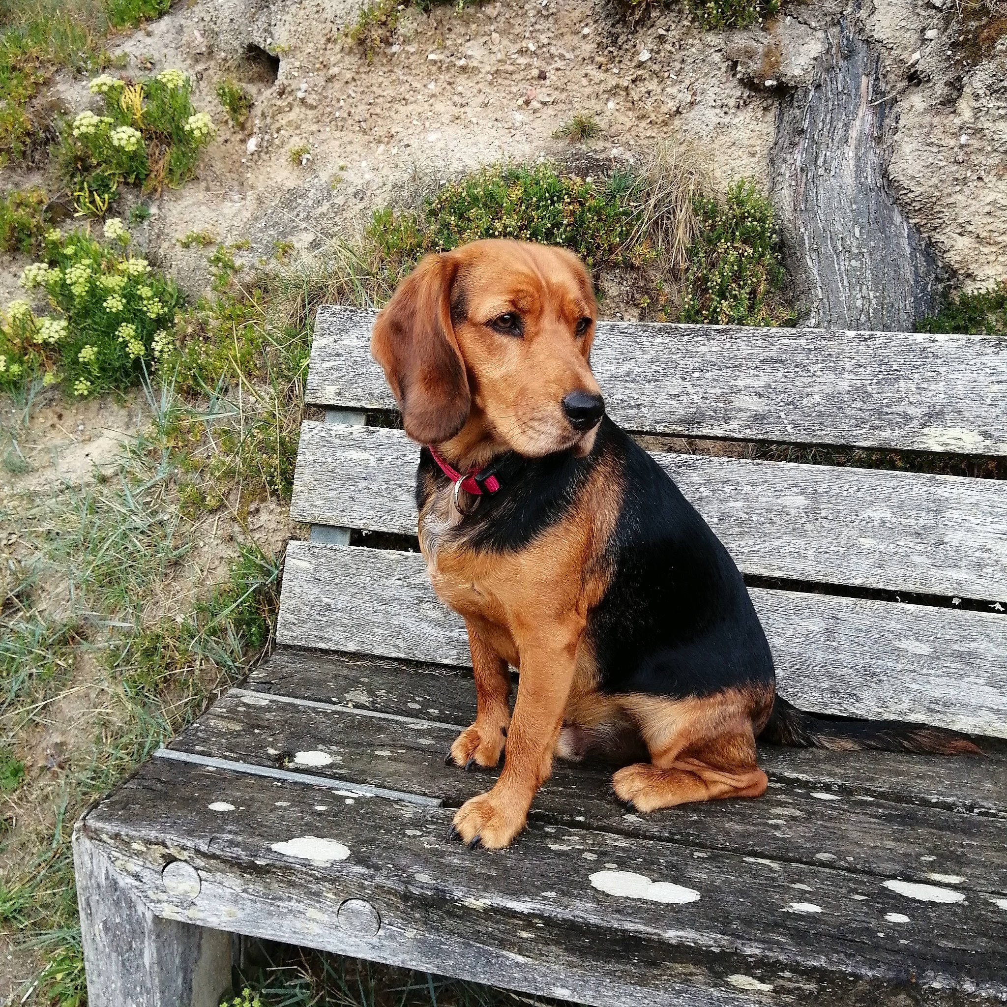 Sboubi participe au concours pour gagner de l'argent avec cette photo : carnivore, collar, companion_dog, dog, dog_breed, dog_collar, dog_supply, fawn, grass, hound, leash, liver, pet_supply, plant, sporting_group, tire_care, windshield, wood, working_animal, working_dog