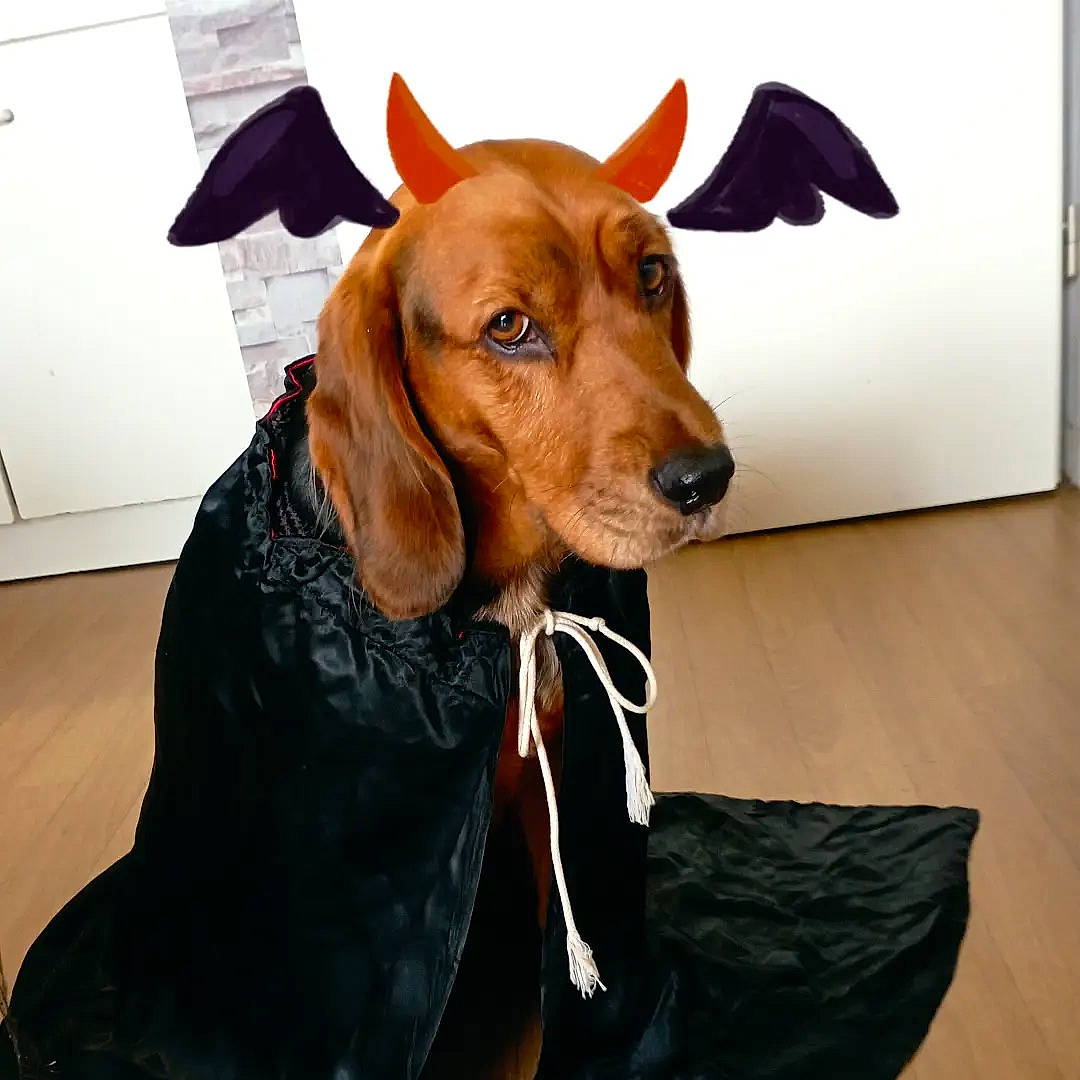 Onyx participe au concours pour gagner de l'argent avec cette photo : canidae, carnivore, collar, companion_dog, dog, dog_breed, dog_collar, dog_supply, ear, fawn, flooring, fur, hound, leash, liver, pet_supply, sporting_group, whiskers, working_animal, working_dog