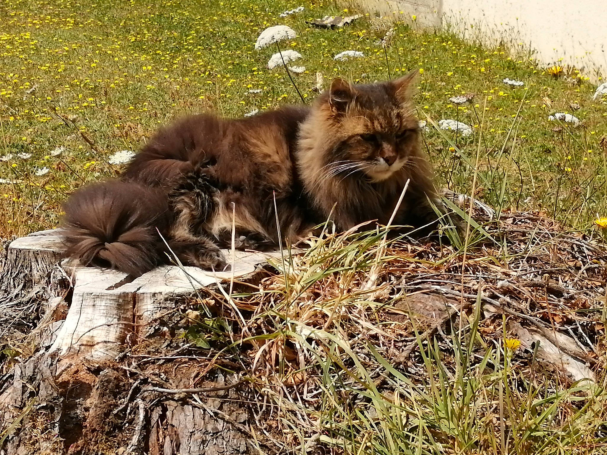 Syracuze a rejoint le concours — aidez-le/la à gagner de superbes lots ! canidae, carnivore, cat, fawn, felidae, fur, grass, kitten, maine_coon, norwegian_forest_cat, plant, small_to_medium_sized_cats, wildlife